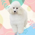 グラッセ